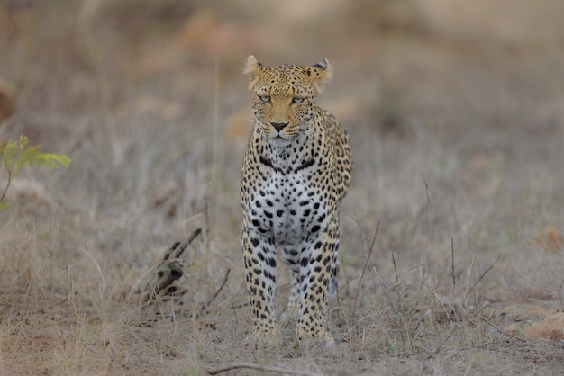Gepard, der in einem trockenen Grasfeld steht, während er geradeaus schaut