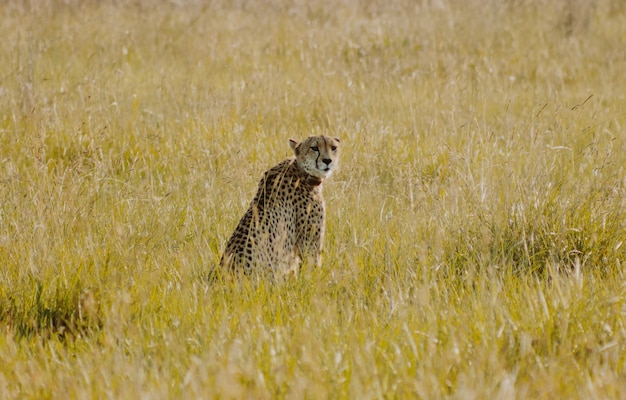 Gepard sitzt im Busch und schaut zurück