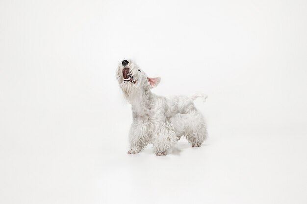 Gepflegter Terrierwelpe mit flauschigem Fell. Nettes weißes kleines Hündchen oder Haustier spielt und läuft isoliert auf weißem Hintergrund.