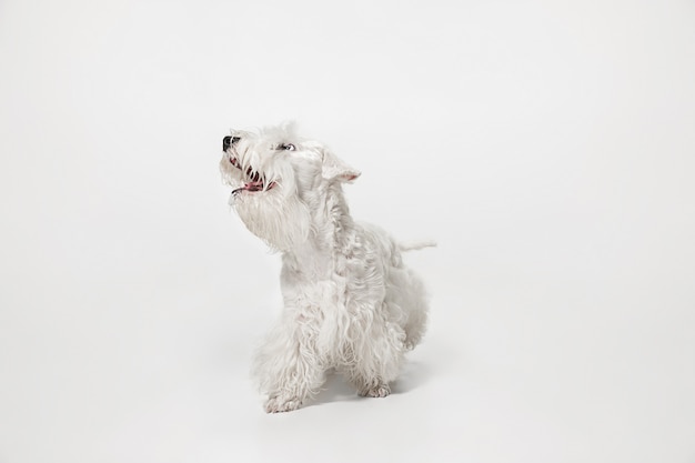Gepflegter Terrierwelpe mit flauschigem Fell. Nettes weißes kleines Hündchen oder Haustier spielt und läuft isoliert auf weißem Hintergrund.