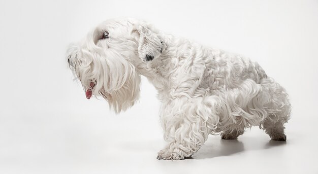 Gepflegter Terrierwelpe mit flauschigem Fell