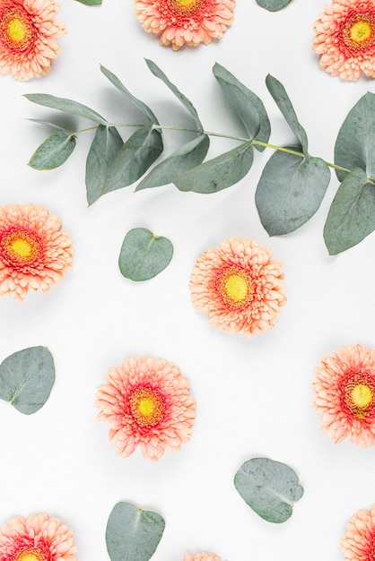 Gerbera blüht mit grünen Blättern auf weißem Hintergrund