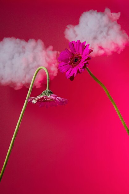 Gerberablumen mit rosa Hintergrund