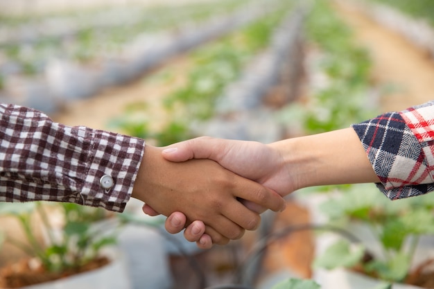 Geschäftsvereinbarung, die Hände in einer Melonenplantage rüttelt