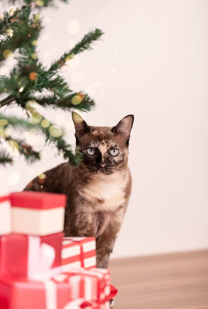 Geschenke unter einem Weihnachtsbaum und einer Katze. Frohes neues Jahr und Frohe Weihnachten-Feier-Konzept.