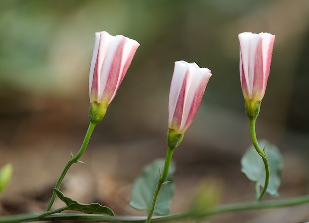 Kostenloses Foto geschlossene bindekraut convolvulus arvensis blüten