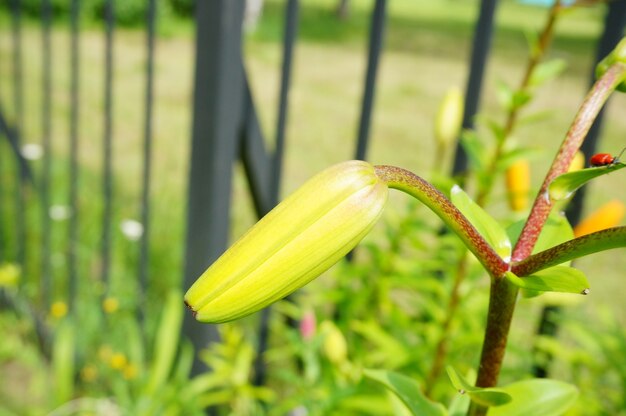 Geschlossene Blume.