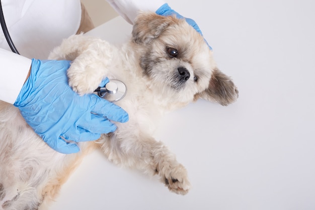 Gesichtsloser Tierarzt, der Pekinese Hund mit Stethoskop untersucht