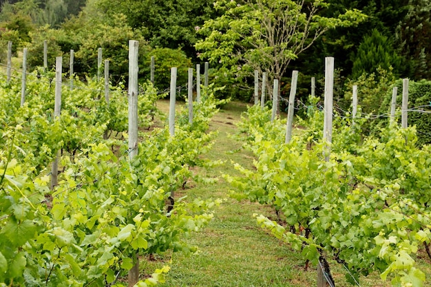 Gespeichert von neu gepflanzten Bäumen in einem Feld, das von einem Wald umgeben ist