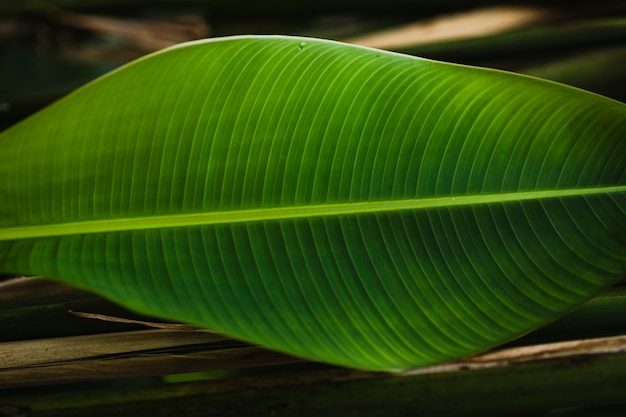 Gestreiftes Blatt auf dem Boden