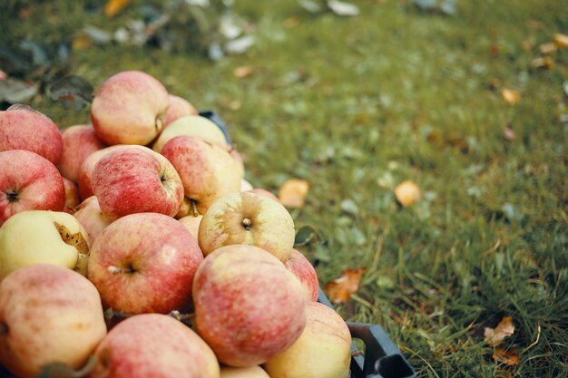 Gesunde Bio-Lebensmittel, Landwirtschaft, Gartenarbeit, Landwirtschaft, Vitamine und Saisonkonzept.