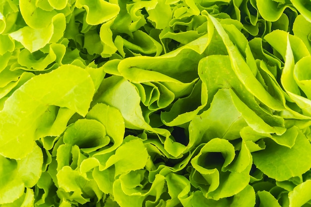 Gesundheit grün organisch roh Salat