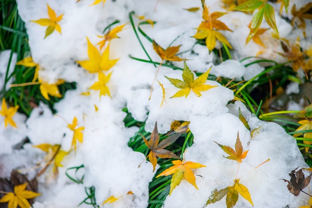 Getrocknete Blätter auf Schnee