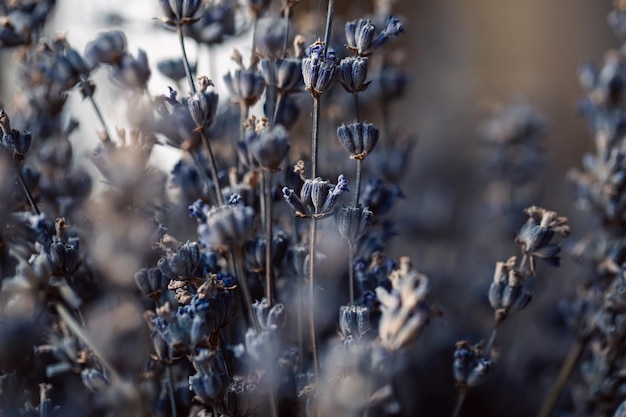 Kostenloses Foto getrocknete lavendelblüten makroaufnahme verschwommenen hintergrund