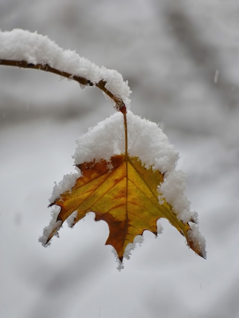 Getrocknetes gelbes Blatt auf dem mit Schnee bedeckten Ast