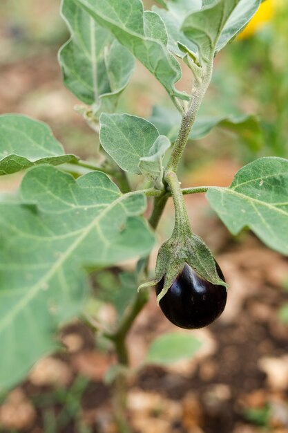 Gewachsene Aubergine der Nahaufnahme Garten