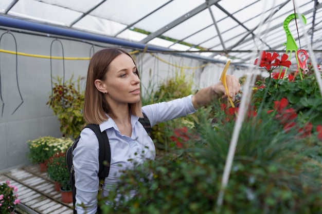 Gewächshausbesitzer beobachtet die Blumenernte mit Sorgfalt