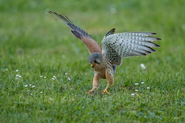 Gewöhnlicher Turmfalke. Falco tinnunculus kleine Greifvögel