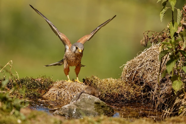 Gewöhnlicher Turmfalke. Falco tinnunculus kleine Greifvögel