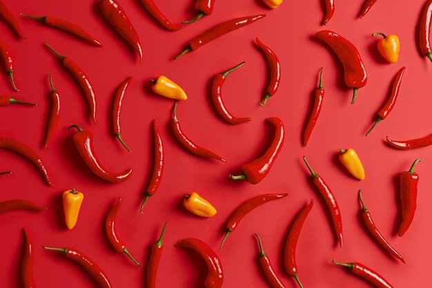Gewürznahrungsmittelhintergrund. Chili und gelber Paprika lokalisiert auf hellrotem Hintergrund. Zutaten kochen und würzen. Draufsicht oder trendige flache Aufnahme. Gesammelte Kräuter aus dem Garten. Set Paprika