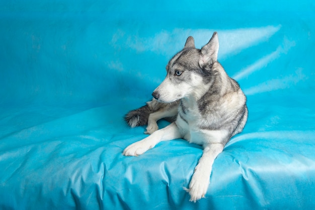 Gey und weißer Husky-Hund mit blauen Augen auf einem blauen Hintergrund