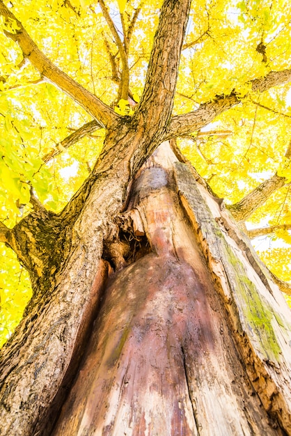 Kostenloses Foto ginkgo-baum in japan