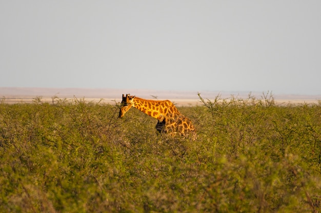 Giraffe, die winzige grüne Akazienblätter in Okaukuejo, Etosha-Nationalpark, Namibia isst