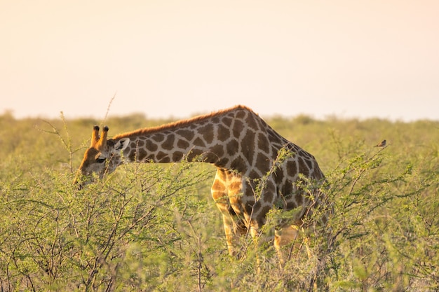 Kostenloses Foto giraffe, die winzige grüne akazienblätter in okaukuejo, etosha-nationalpark, namibia isst