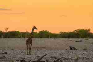 Kostenloses Foto giraffe, die winzige grüne akazienblätter in okaukuejo, etosha-nationalpark, namibia isst