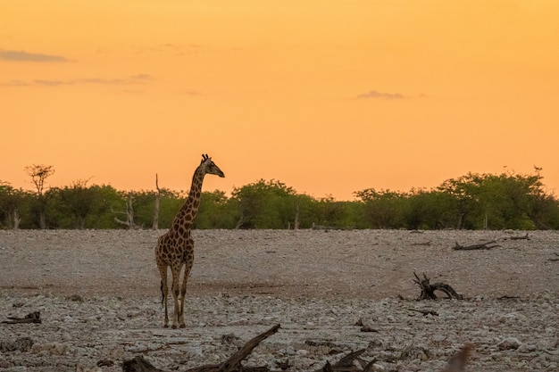 Giraffe, die winzige grüne Akazienblätter in Okaukuejo, Etosha-Nationalpark, Namibia isst