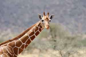 Kostenloses Foto giraffe in freier wildbahn