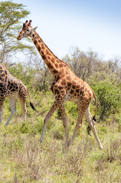 Kostenloses Foto giraffe in natürlicher umgebung