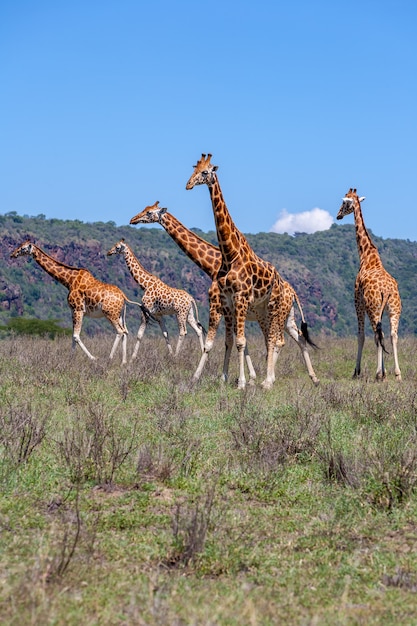 Giraffenherde in der Savanne