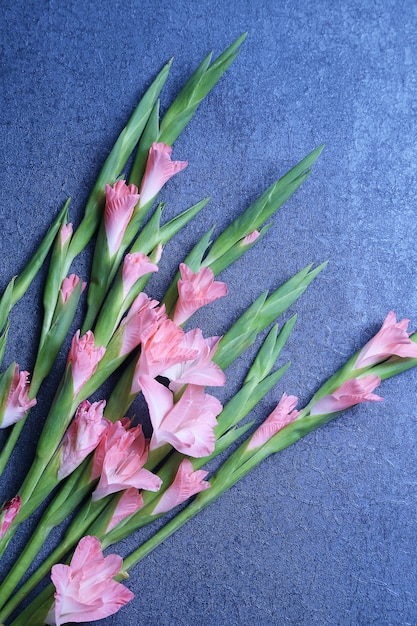 Kostenloses Foto gladiole