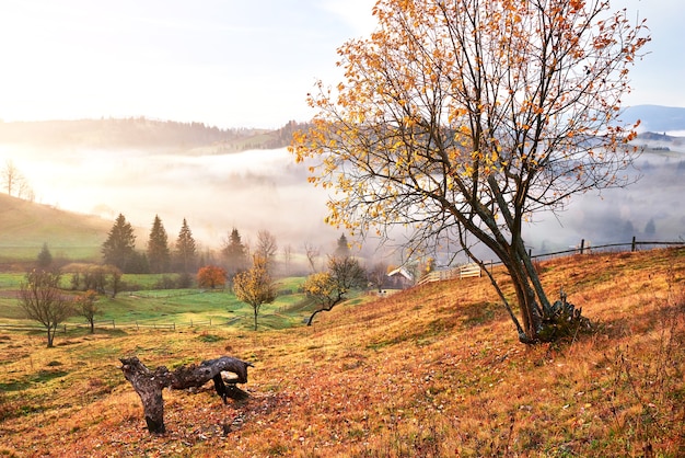 Kostenloses Foto glänzender baum auf einem hügelhang mit sonnigen balken im mit tal bedeckten gebirgstal.