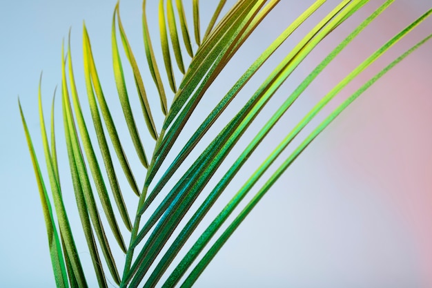 Glänzendes exotisches Blatt mit Farbverlauf aus nächster Nähe