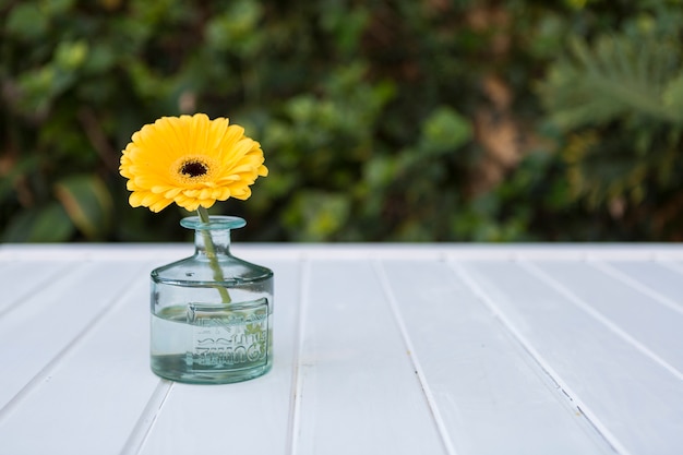 Glasvase mit gelben Gänseblümchen