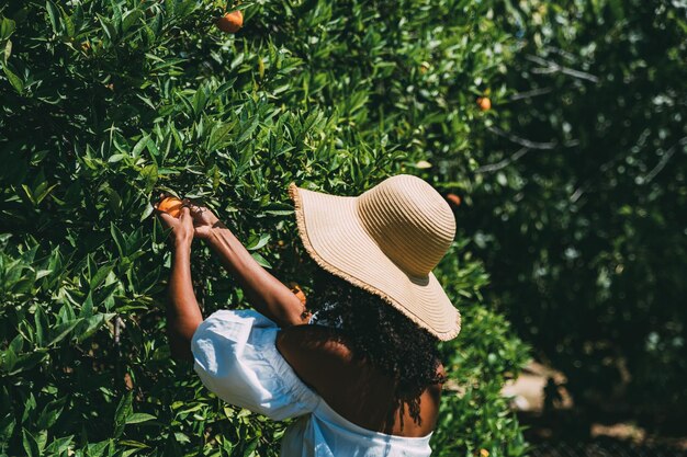 Glückliche Frau, die orange Frucht im Garten auswählt