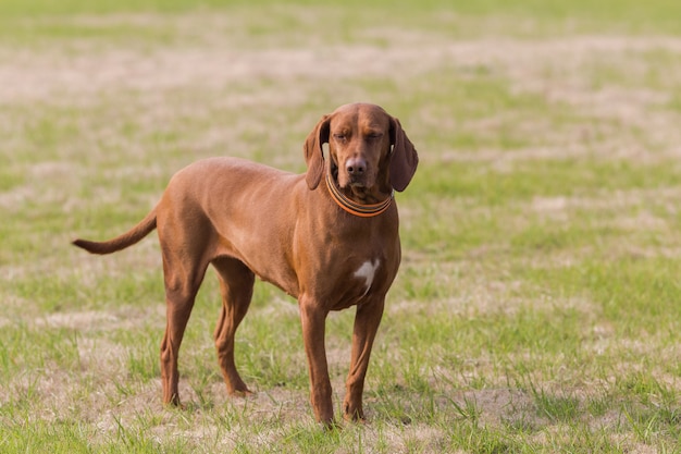 Glückliche Haustierhunde spielen auf Gras in einem Park.