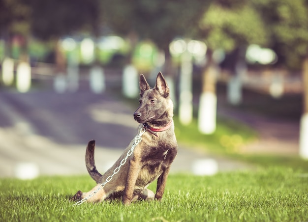 Glückliche Haustierhunde spielen auf Gras