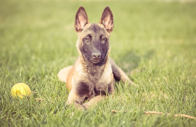 Glückliche Haustierhunde spielen auf Gras