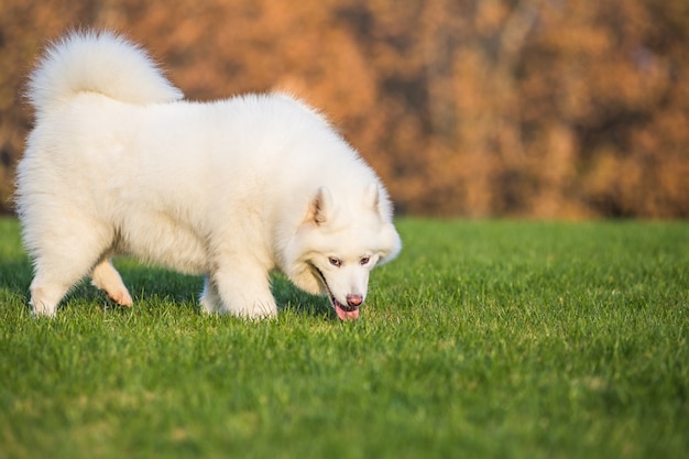 Glückliche Haustierhunde spielen auf Gras