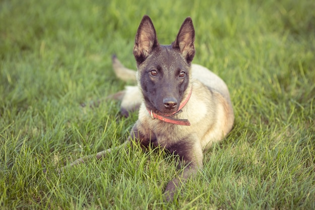Kostenloses Foto glückliche haustierhunde spielen auf gras