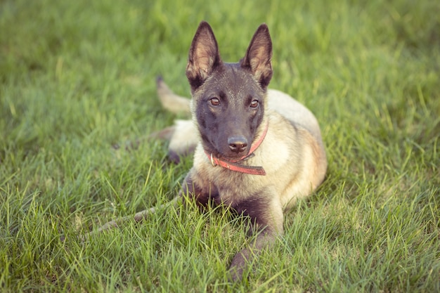 Glückliche Haustierhunde spielen auf Gras