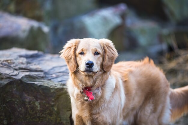 Glückliche Haustierhunde spielen in einem Park