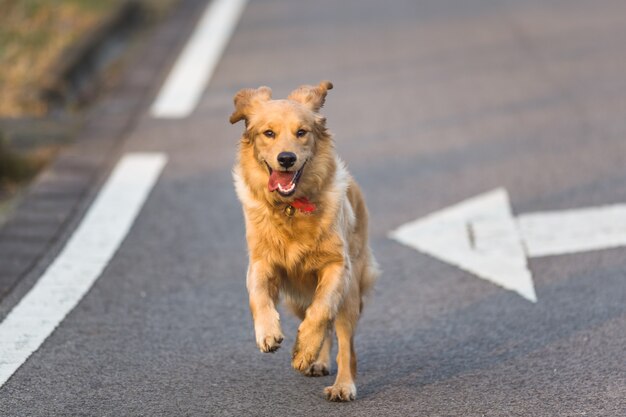 Glückliche Haustierhunde spielen in einem Park