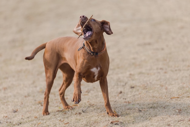 Glückliche Haustierhunde spielen in einem Park