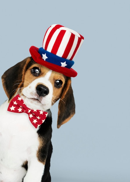 Glücklicher Arbeitstag vom niedlichen Beagle im Uncle Sam Hut
