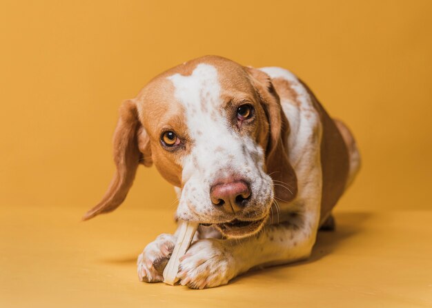 Glücklicher entzückender Hund, der einen Knochen isst