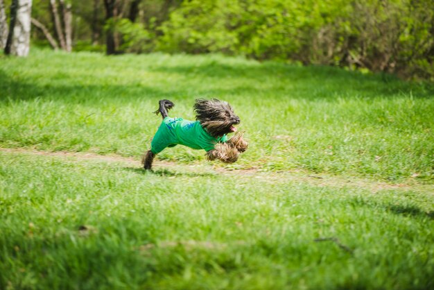Glücklicher hund läuft PremiumFoto
